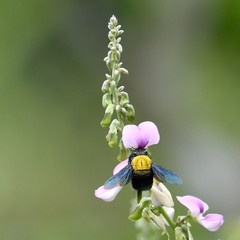 Xylocopa ruficornis