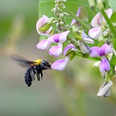Xylocopa ruficornis