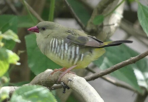 Amandava formosa observed 2025-08-08