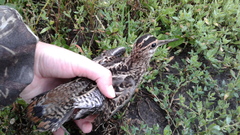 Gallinago