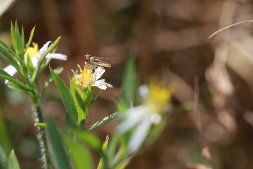 Unknown species found near Birmingham, MI, USA