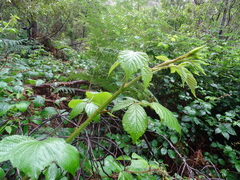 Rubus echinatus