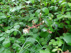 Rubus echinatus