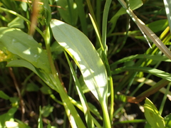 Ranunculus ophioglossifolius