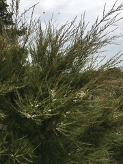 Kunzea linearis