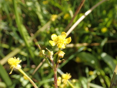 Ranunculus ophioglossifolius