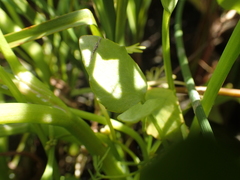 Ranunculus ophioglossifolius