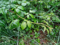 Rubus echinatus