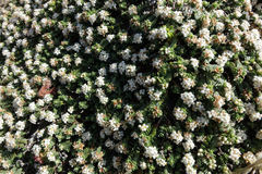 Pimelea carnosa