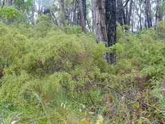 Pultenaea hispidula