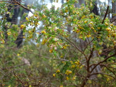 Pultenaea hispidula