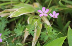 Geranium yesoense nipponicum
