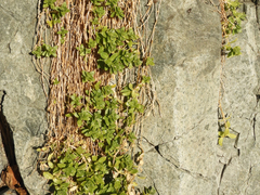 Honckenya peploides major