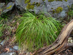 Lomandra densiflora