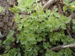 Artemisia molinieri