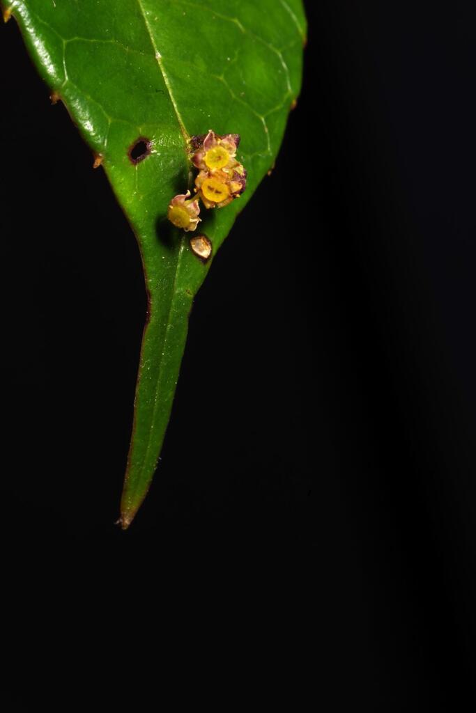 Phyllonoma weberbaueri