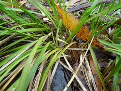 Lomandra densiflora
