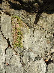 Honckenya peploides major