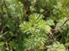 Artemisia molinieri