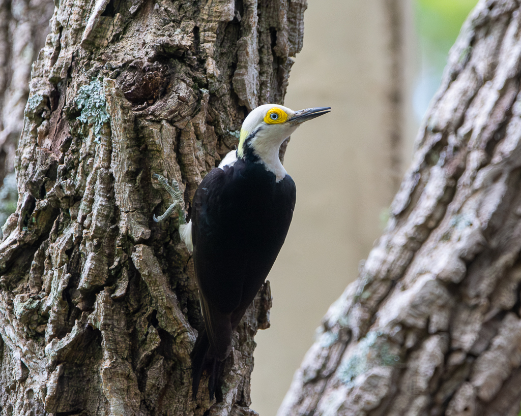 White Woodpecker
