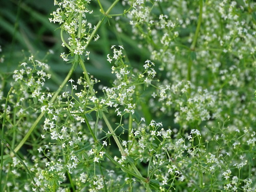 Paprastasis lipikas nuotrauka