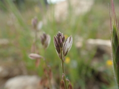 Polygala monspeliaca