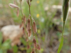 Polygala monspeliaca