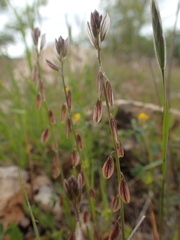 Polygala monspeliaca