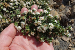 Pimelea carnosa