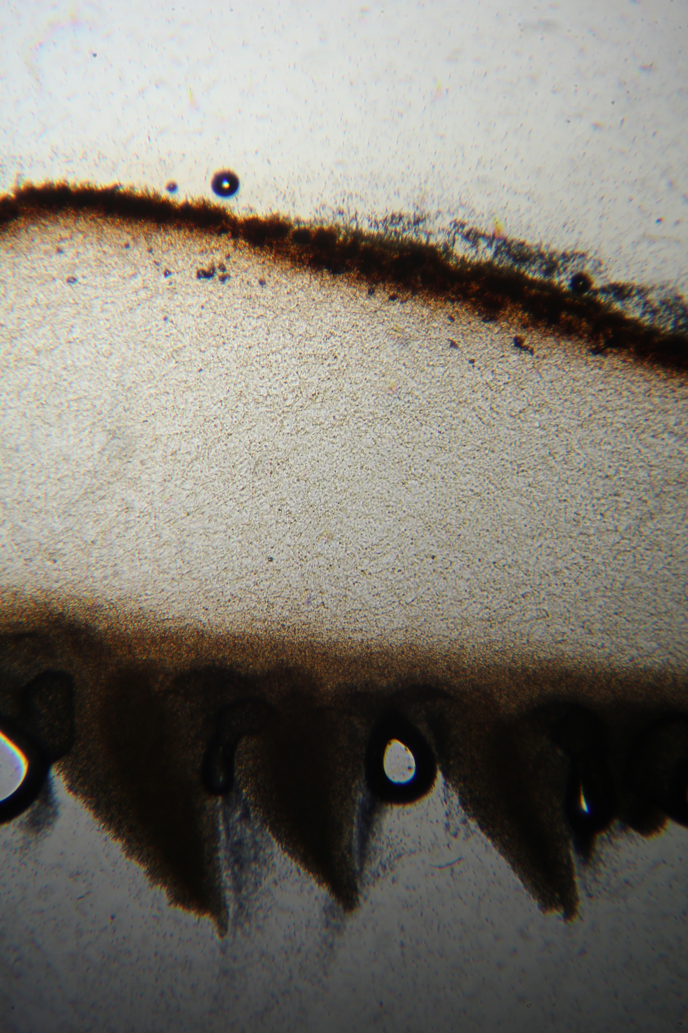 Xeromphalina tenuipes image