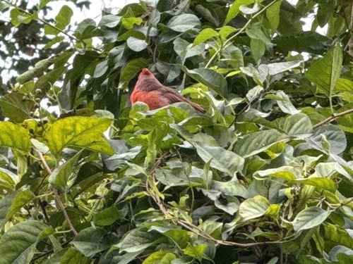Northern Cardinal