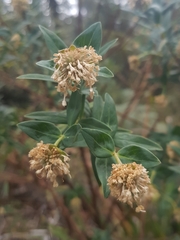 Pimelea ligustrina ligustrina