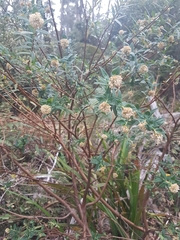 Pimelea ligustrina ligustrina