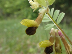 Vicia melanops