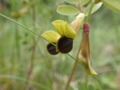 Vicia melanops