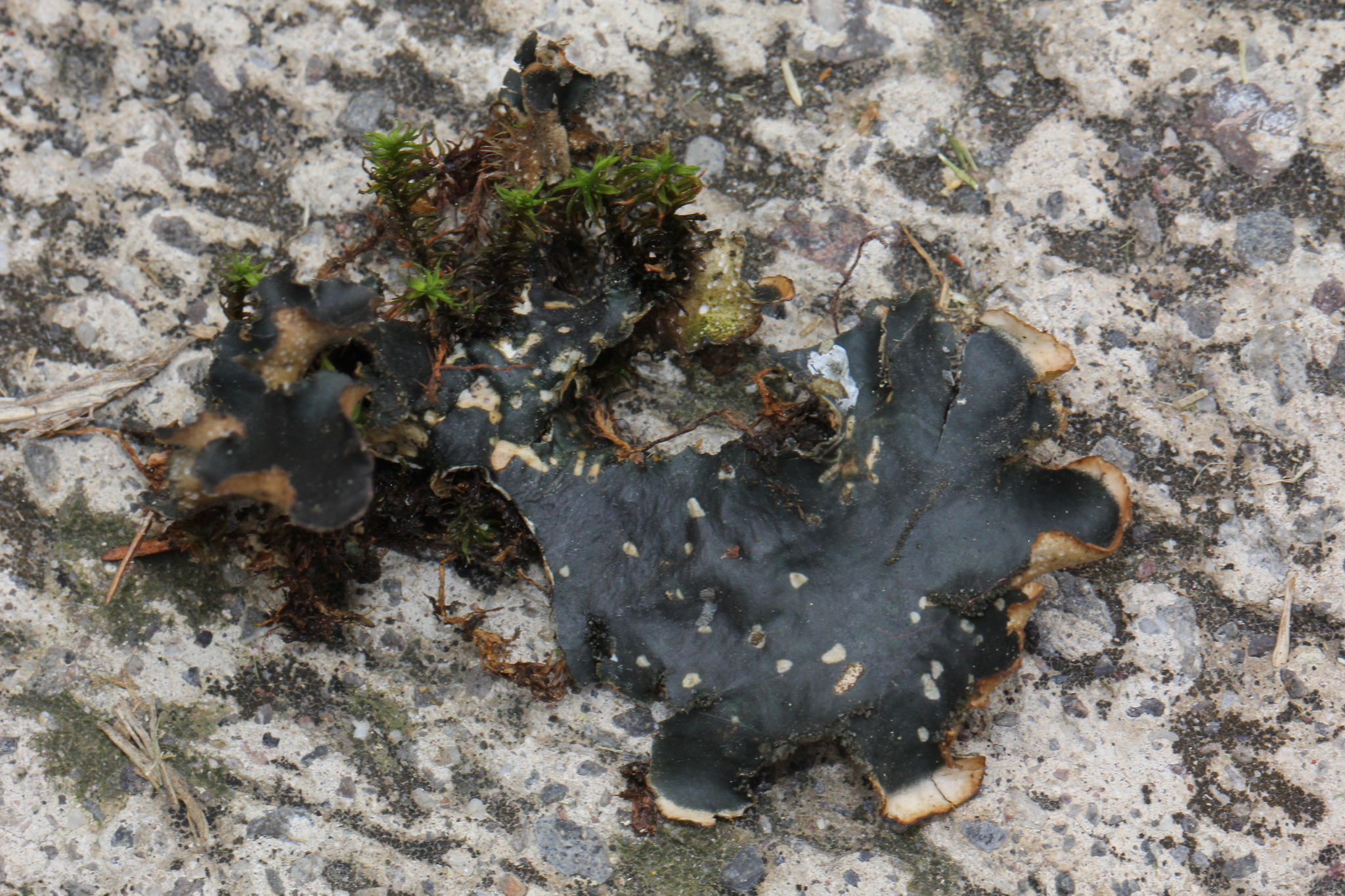 Sticta beauvoisii image