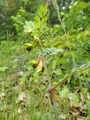 Vicia melanops