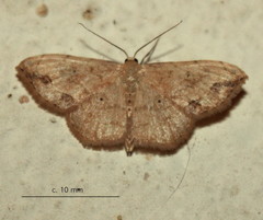 Scopula pulchellata rufinubes