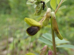 Vicia melanops
