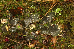Peltigera austroamericana