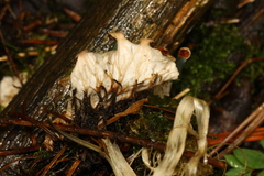 Peltigera austroamericana