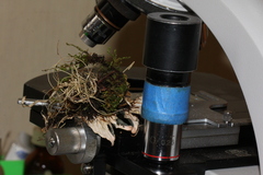 Peltigera austroamericana