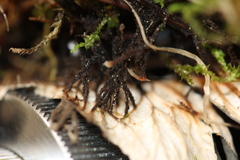 Peltigera austroamericana