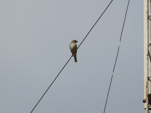 Saffron Finch