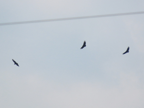 Black Vulture