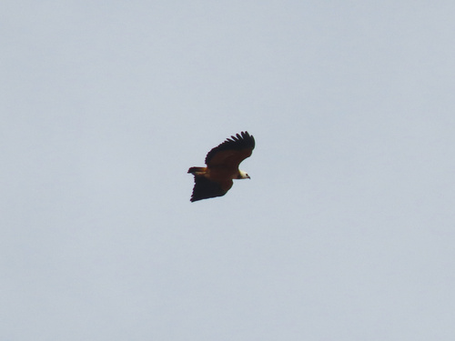 Black-collared Hawk