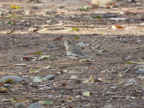 Picuí Ground Dove