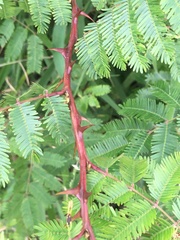Mimosa bimucronata
