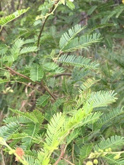 Mimosa bimucronata