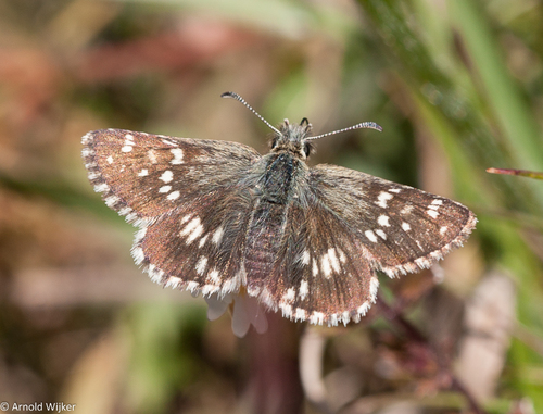 Pyrgus alpinus